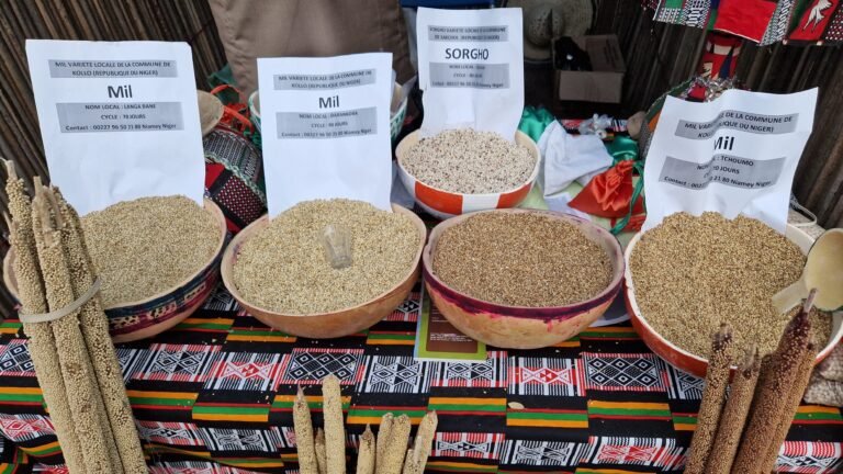 Semences paysannes lors d'une foire agricole en Afrique de l'Ouest