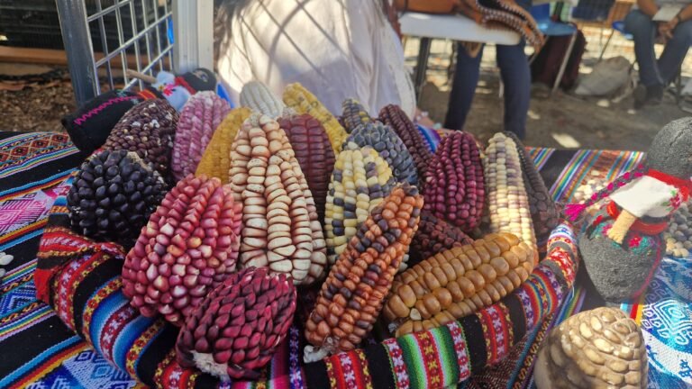 En Tanzanie, les paysans nourrissent aussi le système semencier.